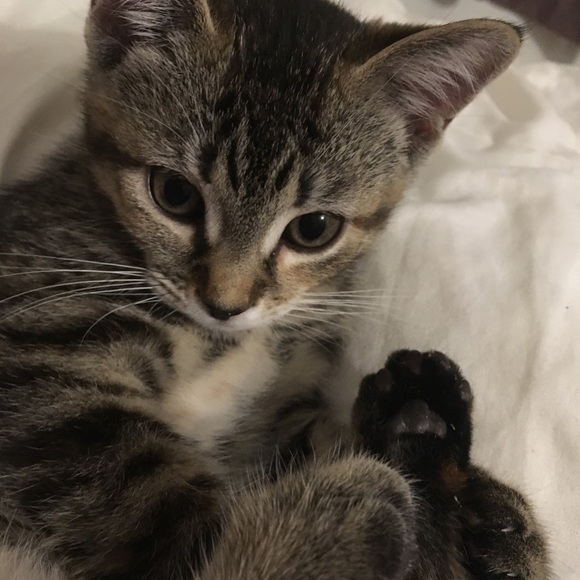 Meet your Posher, Brittany - Picture 2 of 2